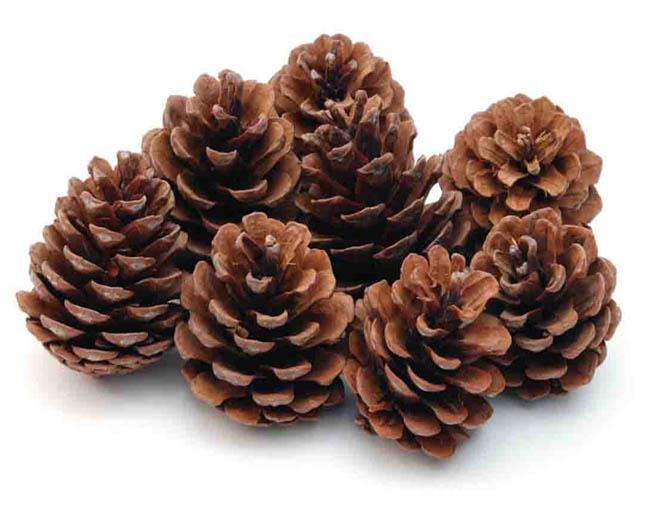 Zapfen Pinus Halepensus natur 10kg Zapfen Pinus Halepensus natur 10kg