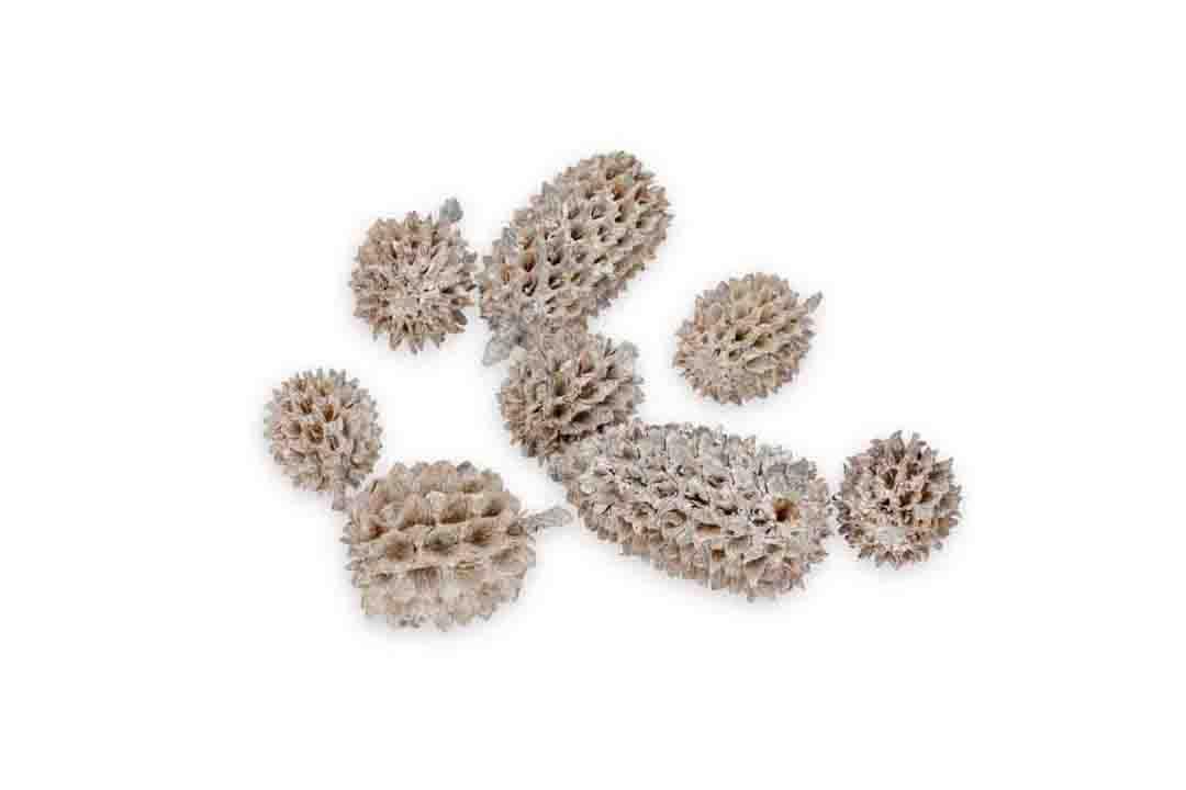 Zapfen Casuarina D1H2cm ca. 330 Stück 1kg whitewashed