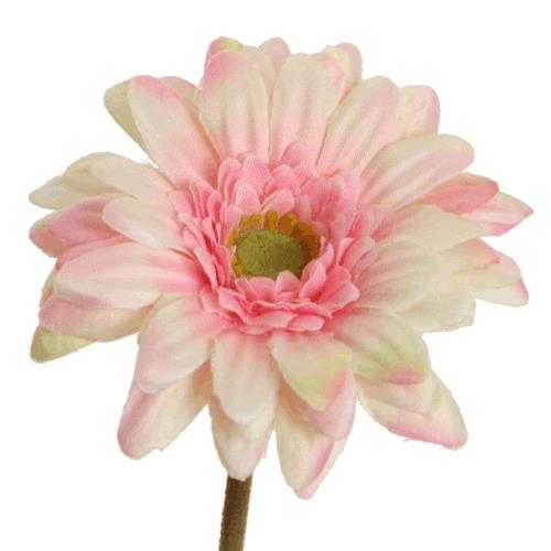 Gerbera Mini D7cm H47cm rosa