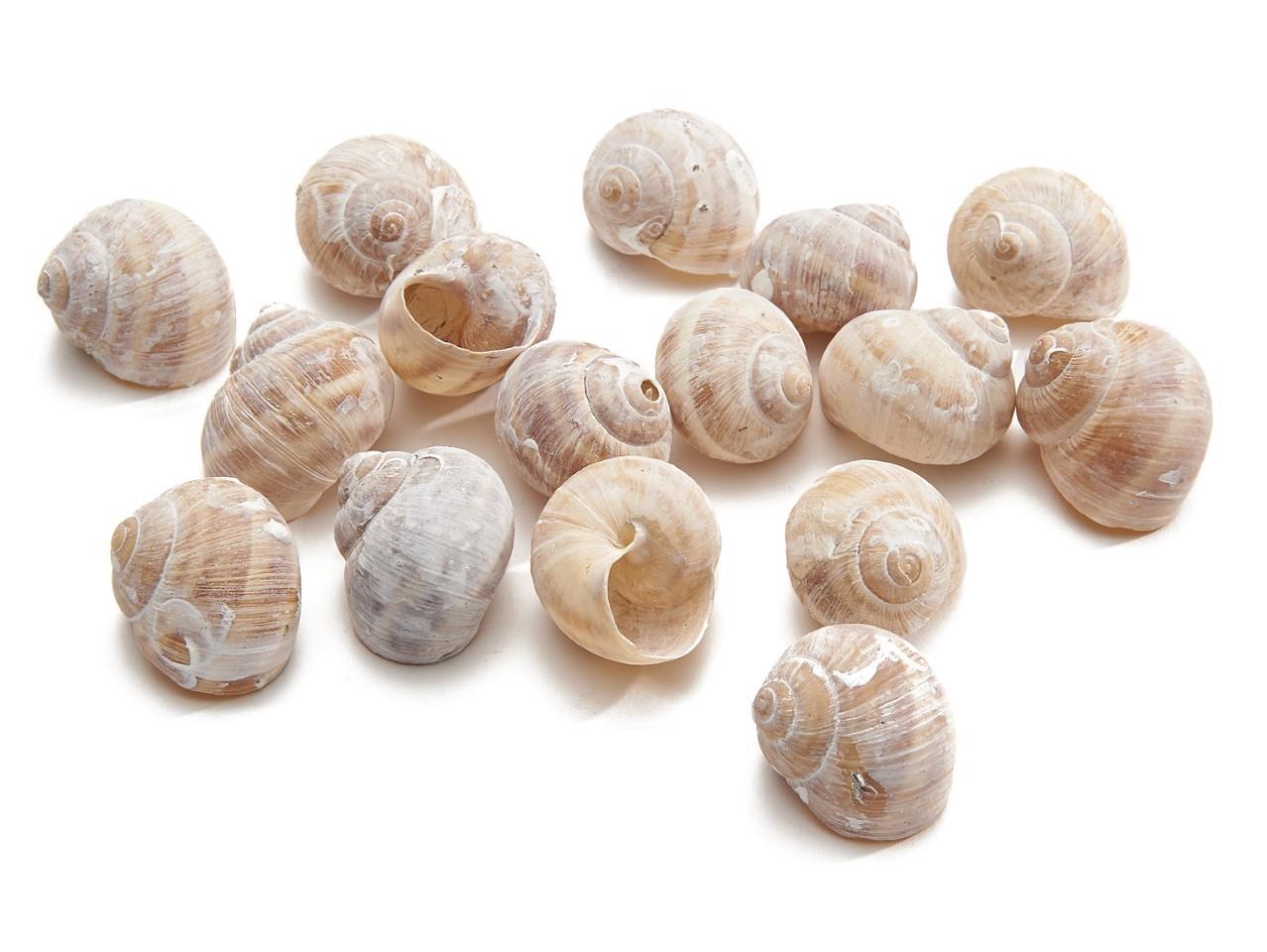 Landschnecke klein weiß gefrostet 250gr. Landschnecke klein weiß gefrostet 250gr.