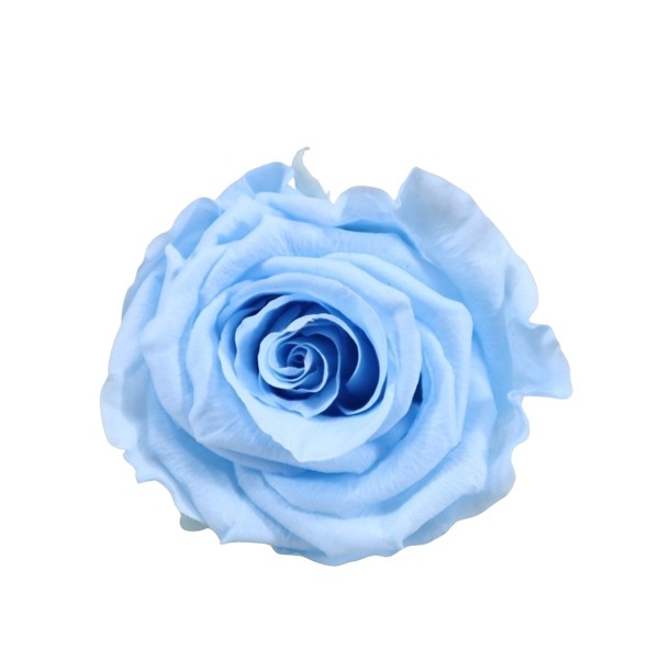 Rose "Extra" stabilisiert graceful Baby Blu NETTO