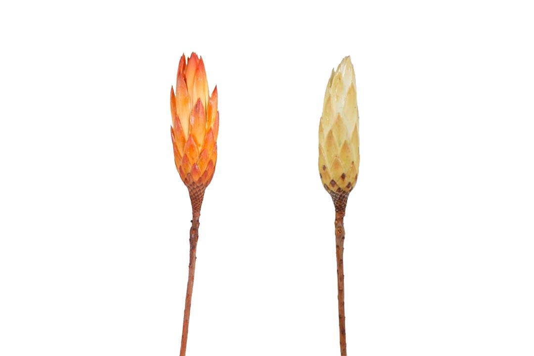 Protea compacta Bud orange cream sortiert