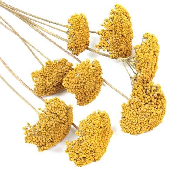 Achilea gelb gefärbt 1 kg Achilea gelb gefärbt 1 kg