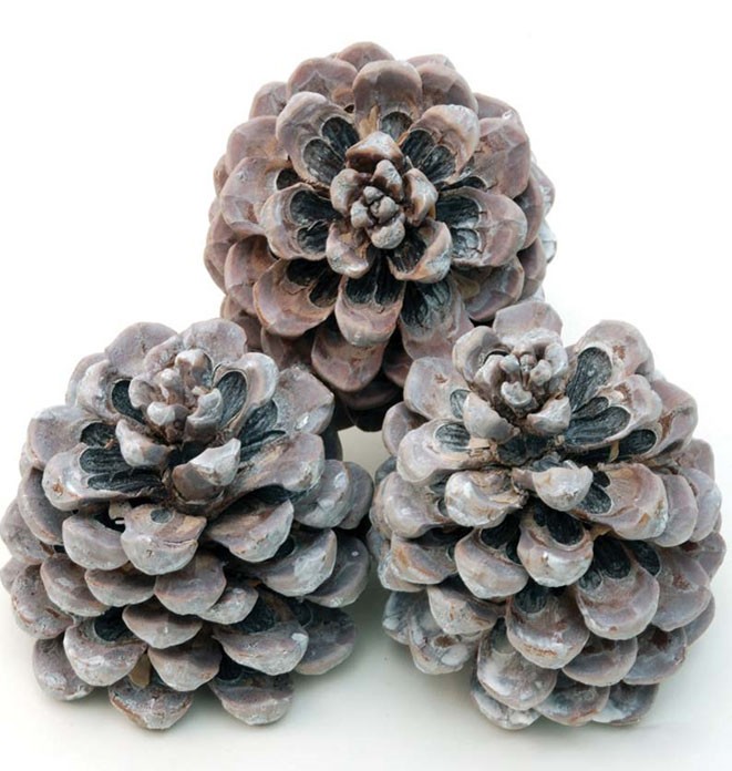 Zapfen Pinus Pinea mittel H13-D11cm white washed