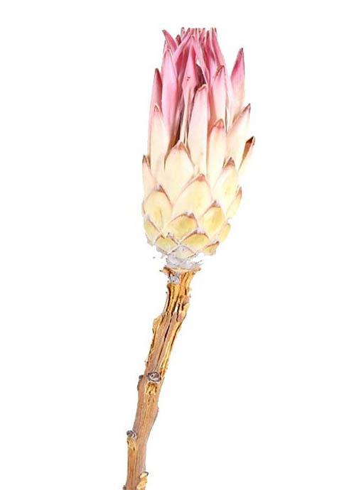 Protea compacta pink