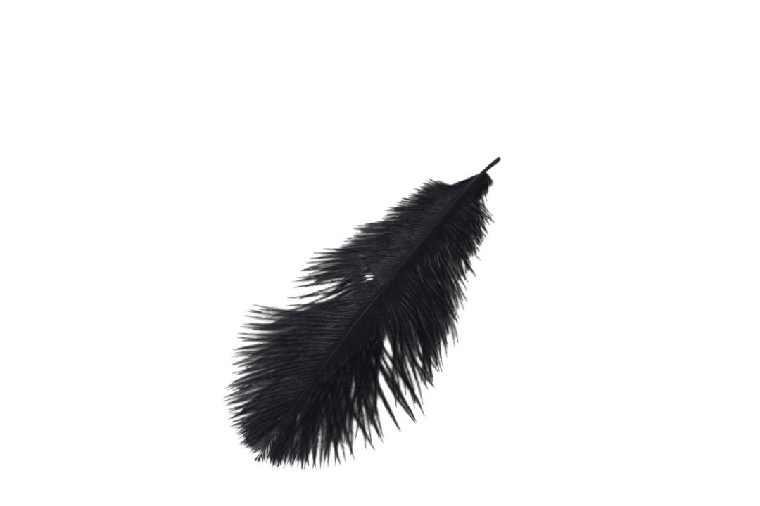 Straußenfeder schwarz 20-25cm