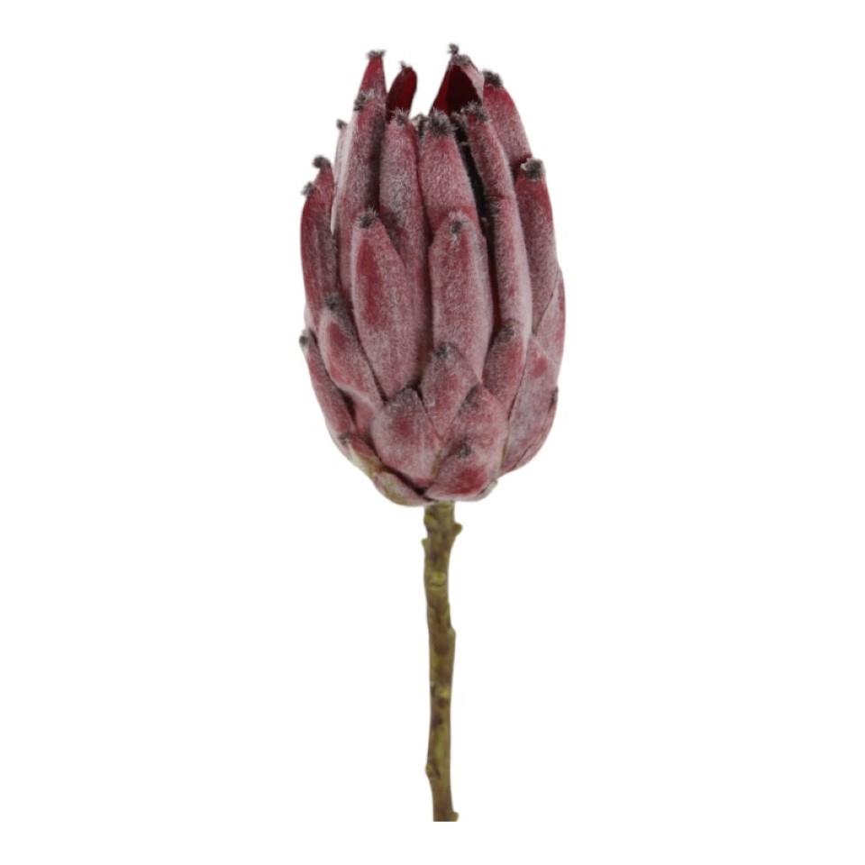Protea burgund-beflockt L52cm