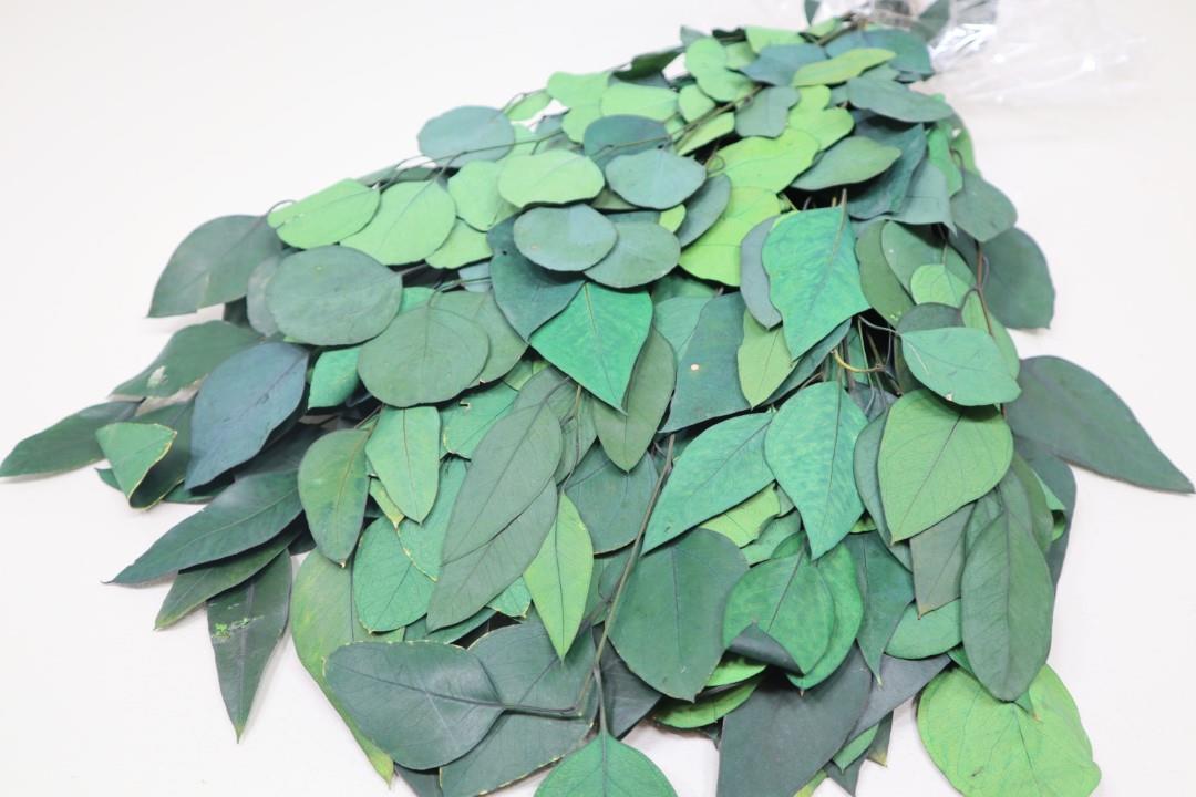 Eucalyptus rundes Blatt grün 250gr.