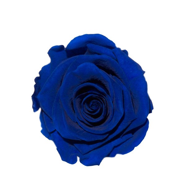 Rose "Extra" stabilisiert H6cmD6,5cm classy blau NETTO