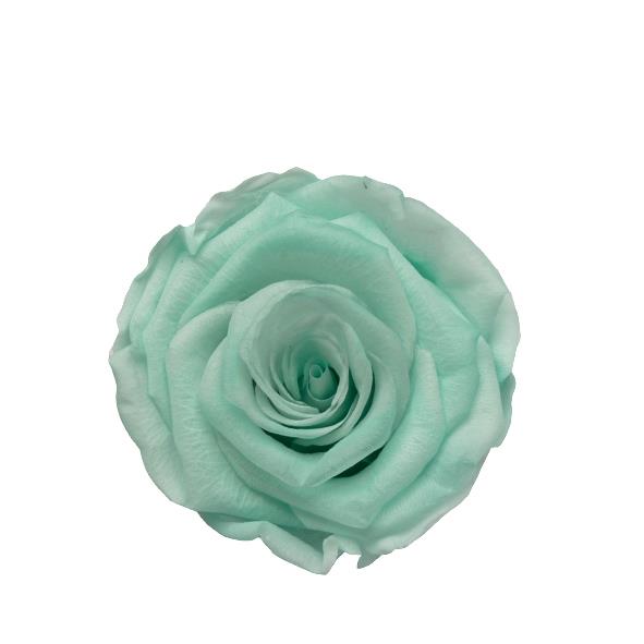 Rose "Extra" stabilisiert Majestic Light Mint NETTO Rose "Extra" stabilisiert Majestic Light Mint NETTO