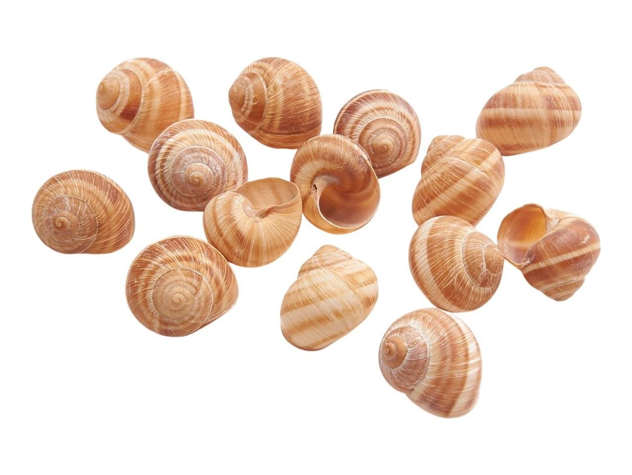 Landschnecke klein natur 250gr. Landschnecke klein natur 250gr.