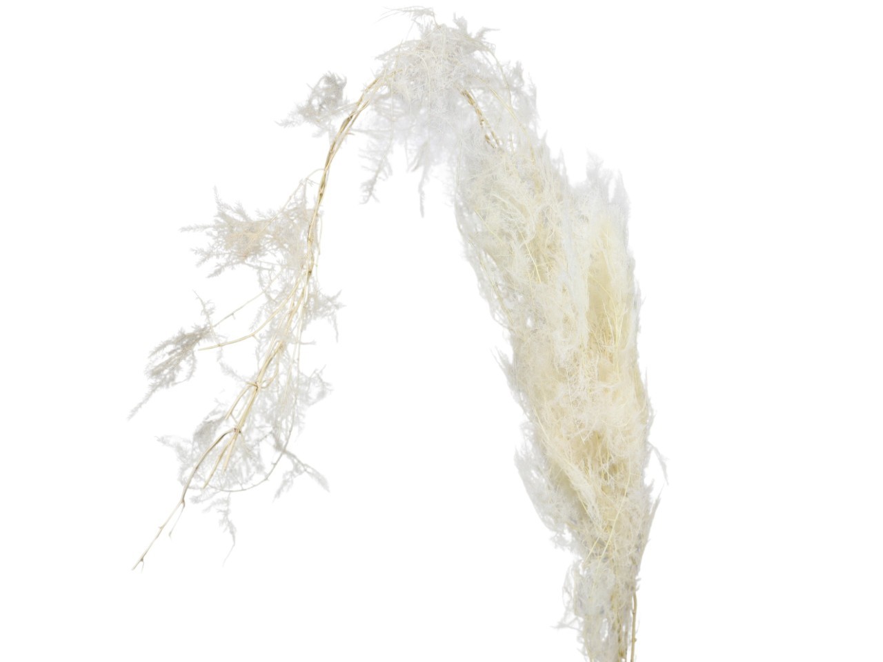 Asparagus Bündel 5Stk getrockent weiß L90cm