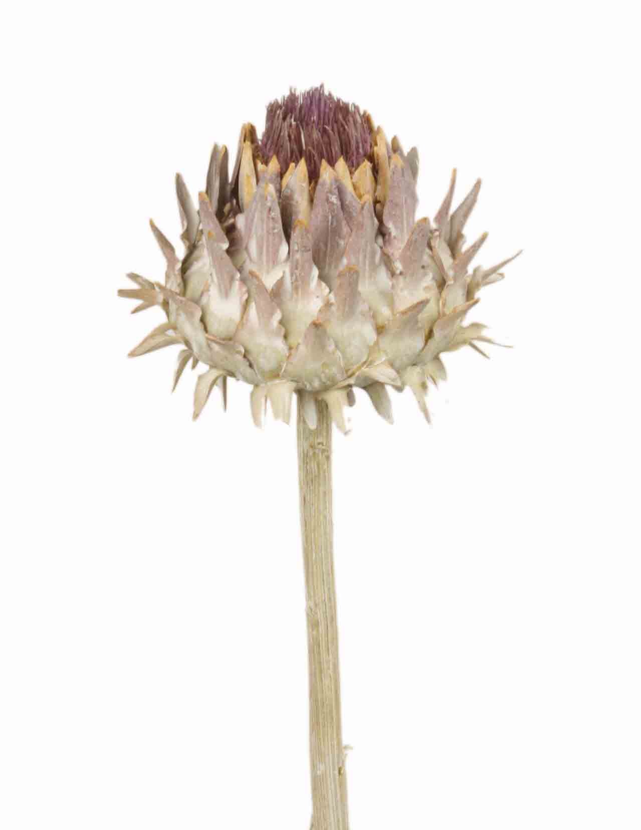 Cardoni Cynara D7-9L25-30cm white washed