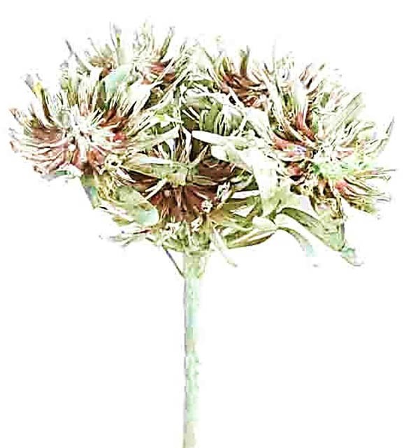 Aulax kiwi-grün frosted