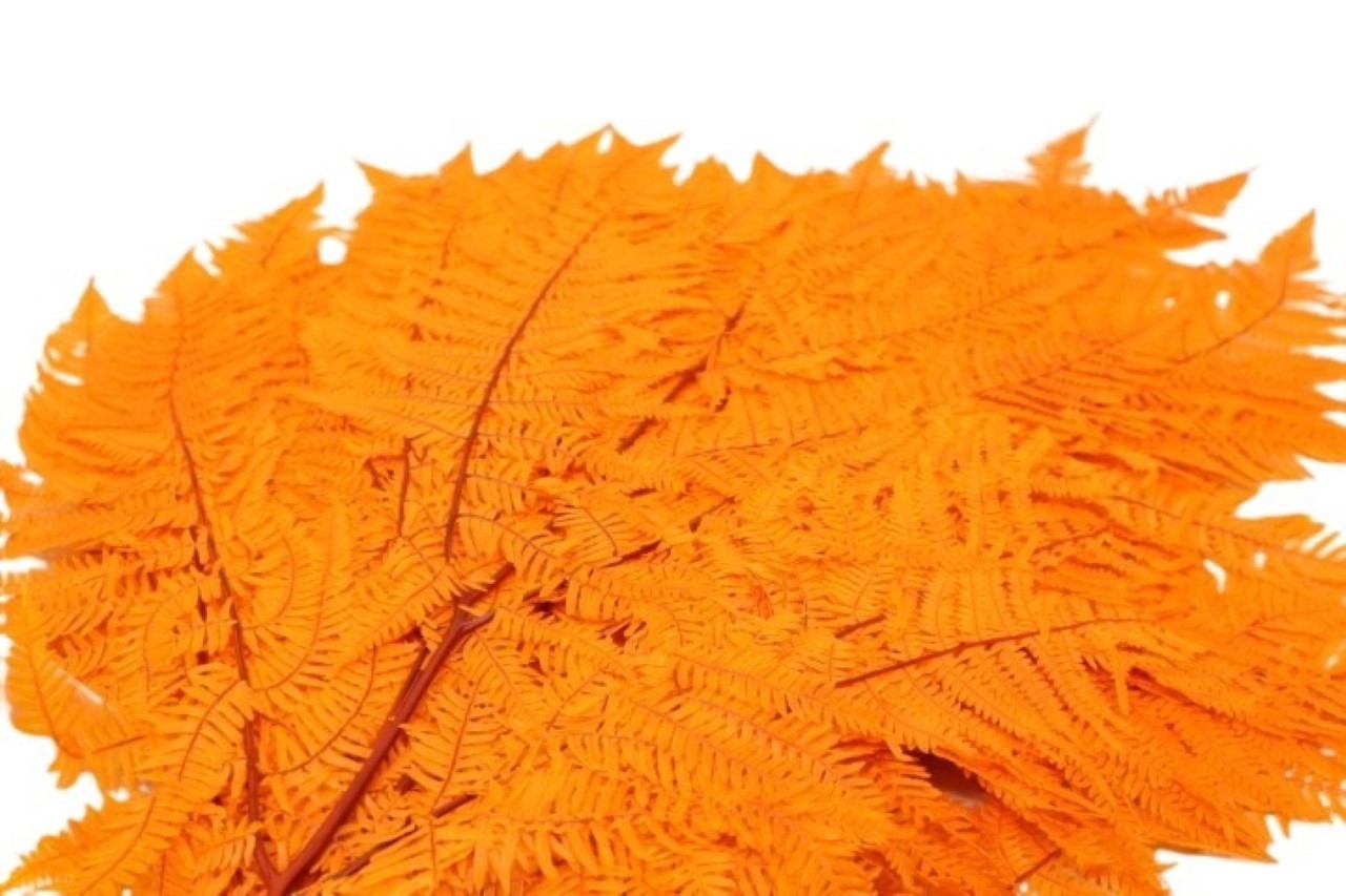 Bracken Farn apricot41