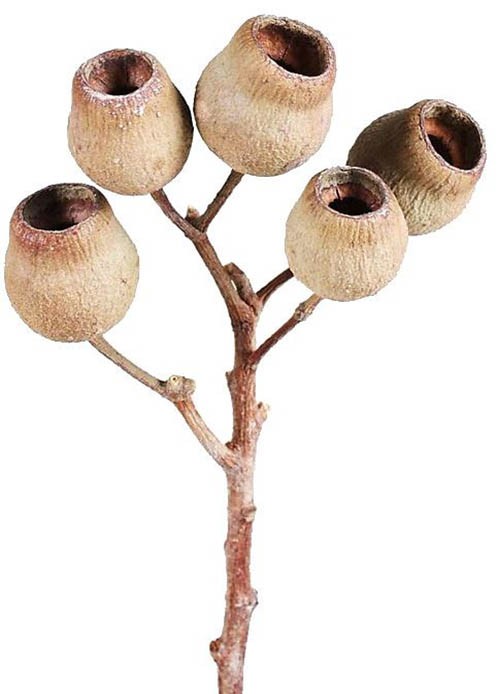 Eucalyptusglockenzweig D4-5 L30-40cm natur Original