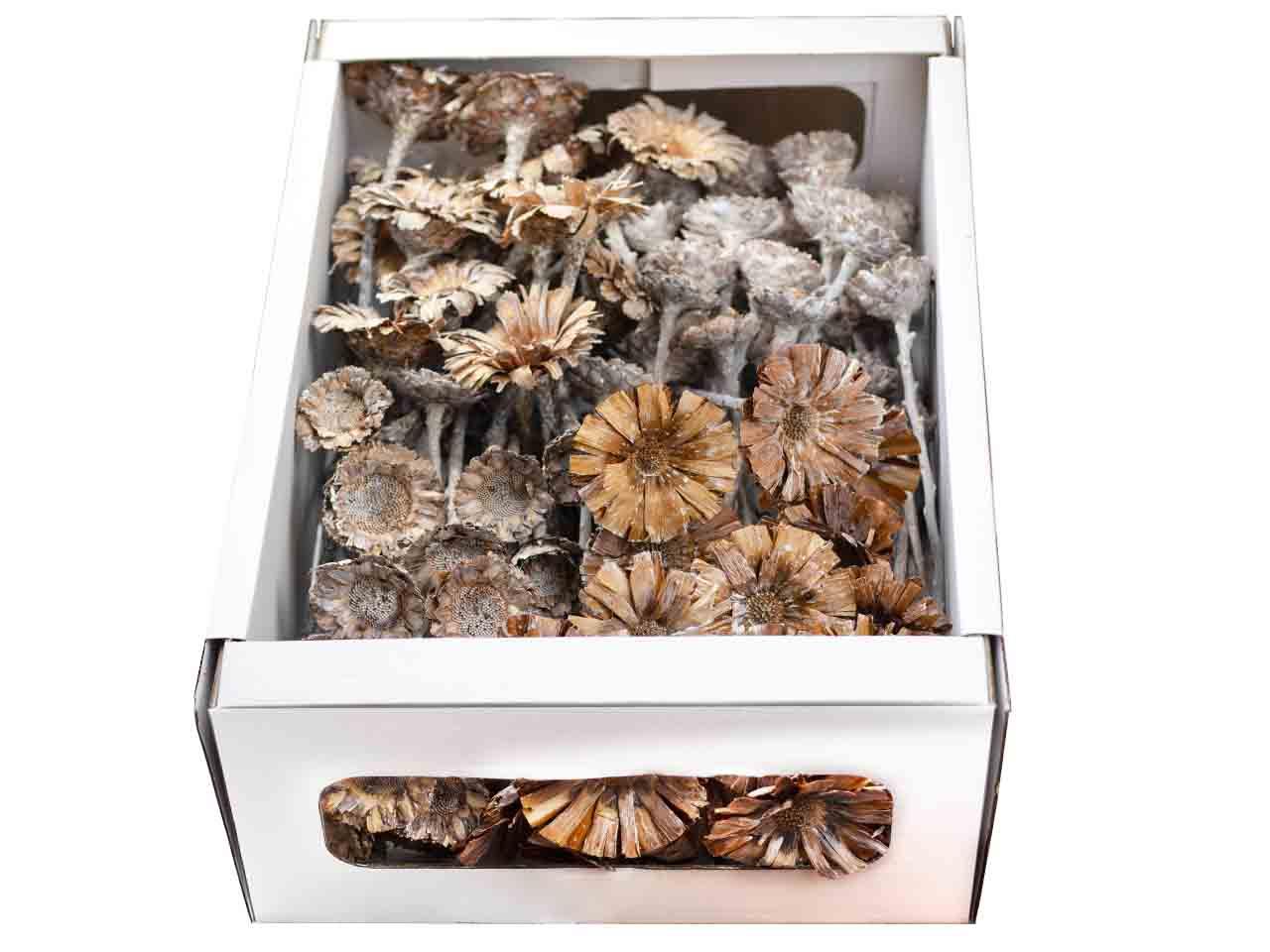 Exotensortiment Rosette white washed