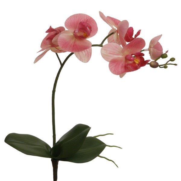 Phalaenopsis m. Blatt rosa H51cm