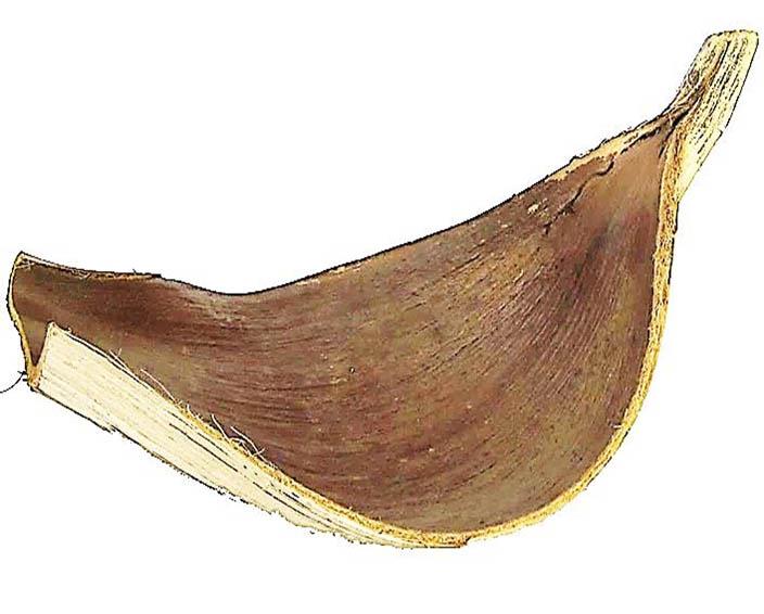 Cocosschale Galera 80-110cm natur