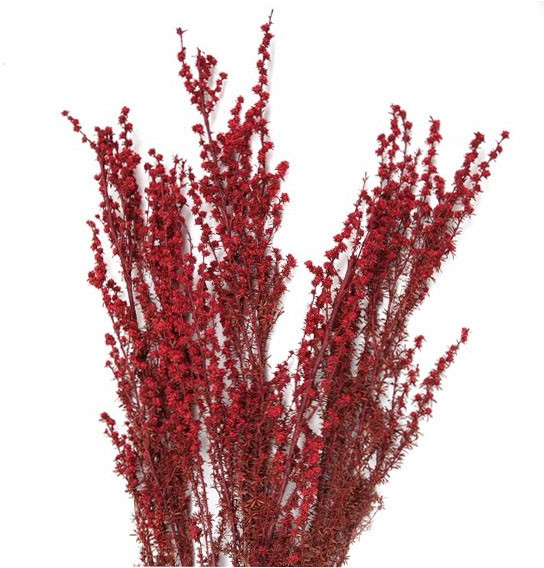 Ti Tree White rot/bordeaux Fensterkarton groß