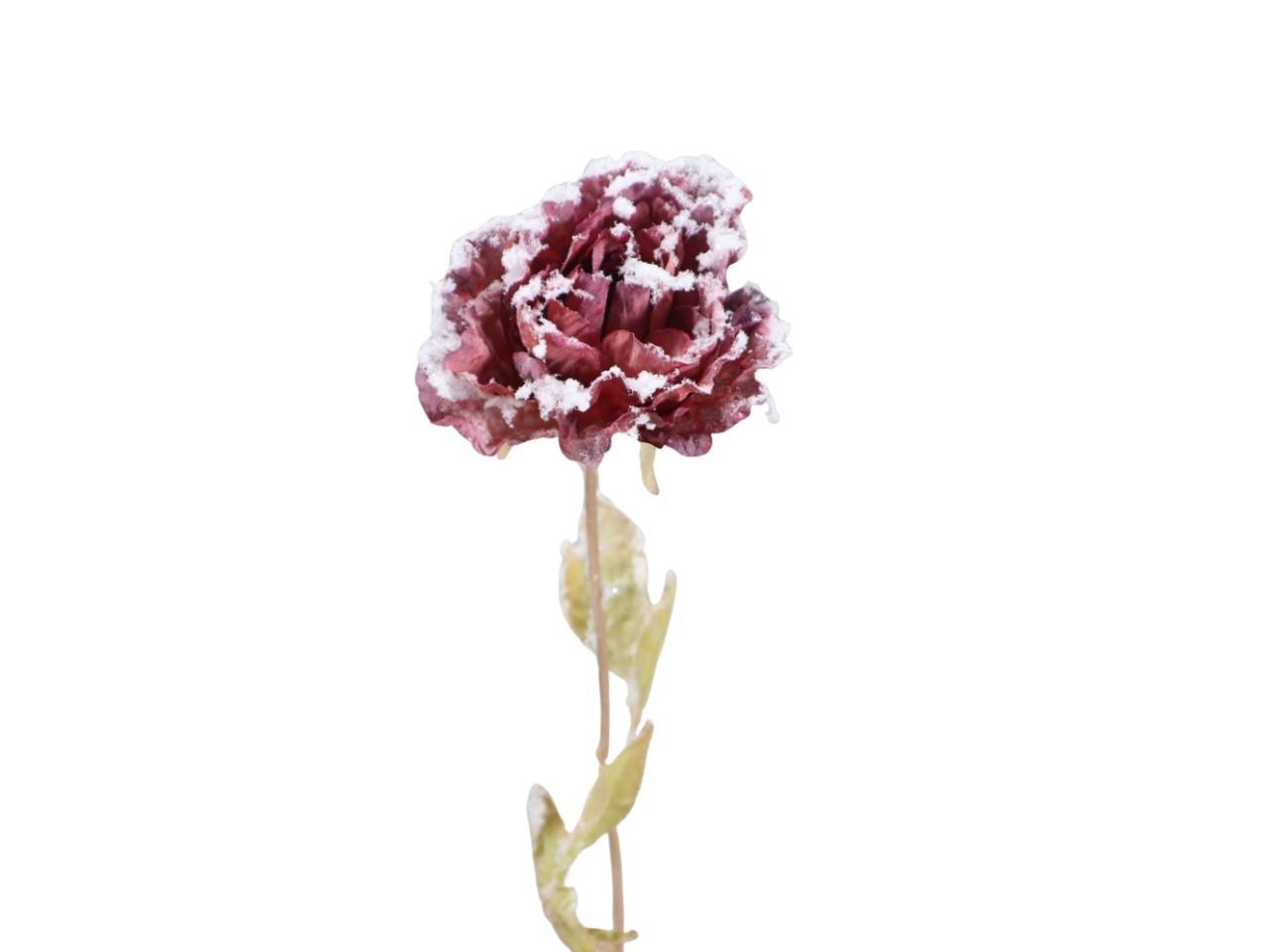 Rose Dry beeist L53 cm rot NETTO