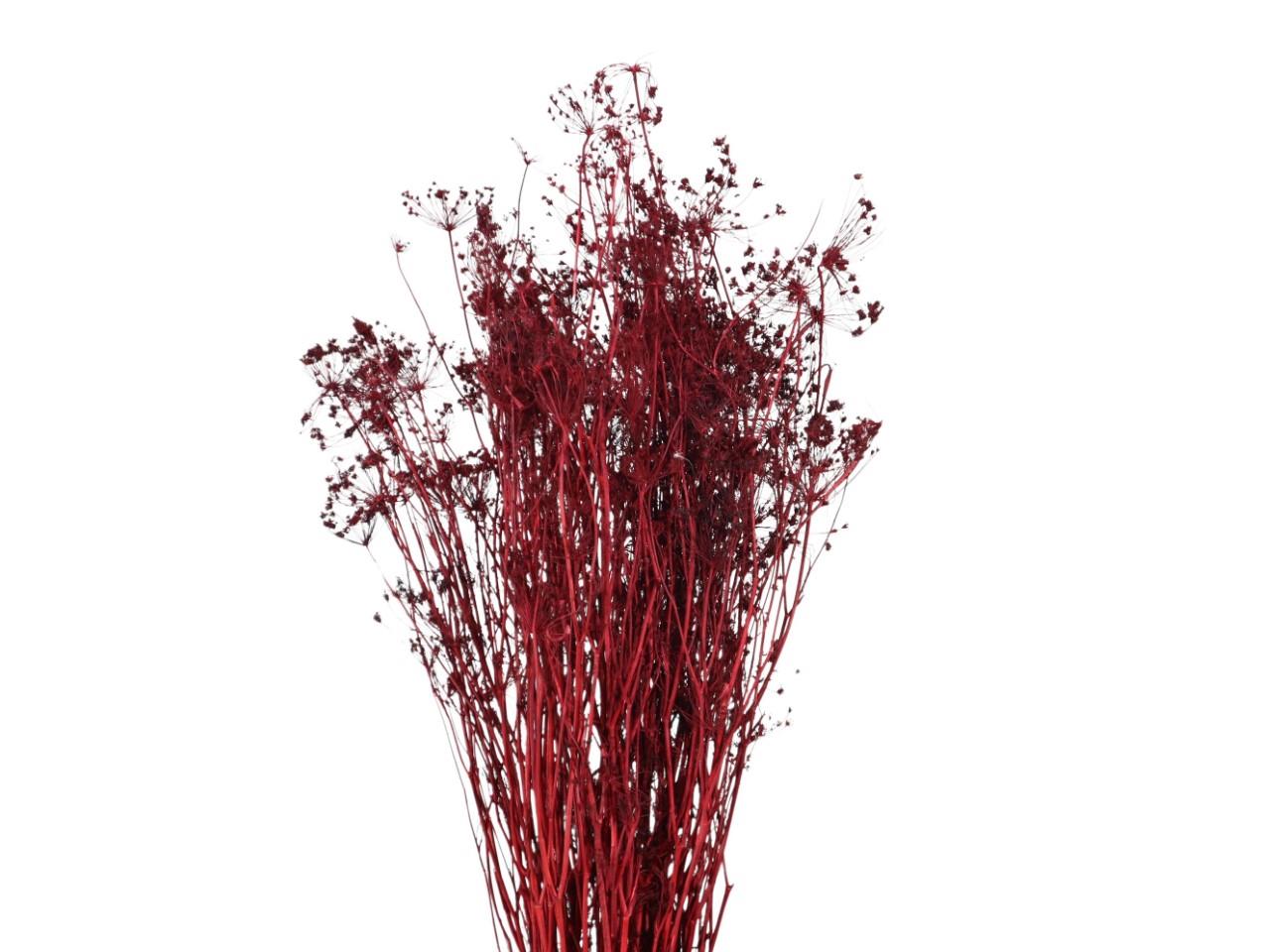 Ombrellifera bordeaux 19 100gr.