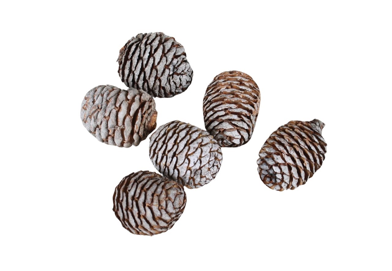 Zapfen Murii lose natur 1 kg