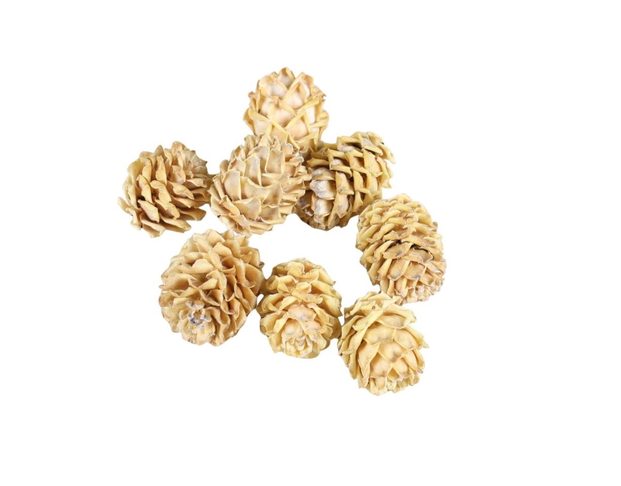 Zapfen Sabulosum 1kg cream Zapfen Sabulosum 1kg cream