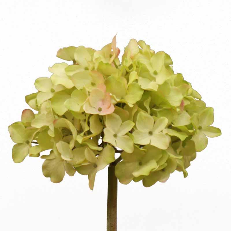 Hortensie 30cm grün