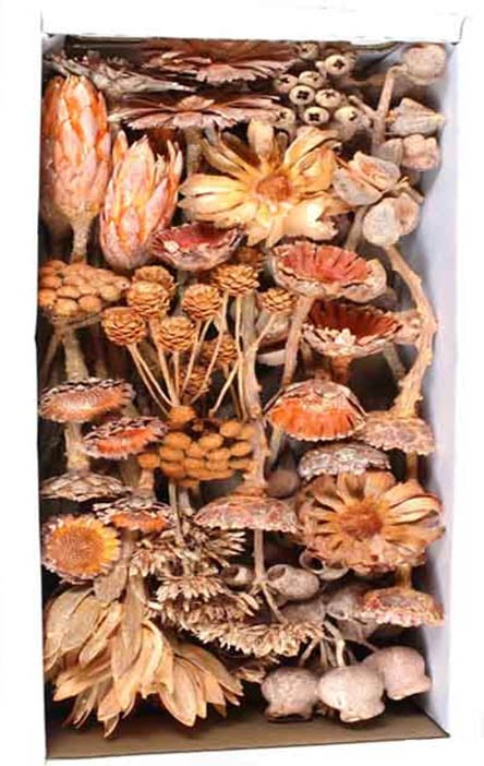 Exotensortiment Afrika orange frosted