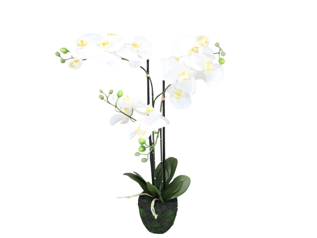 Phalaenopsis x 3 weiß im bemoosten Erdballen stehend H75cm