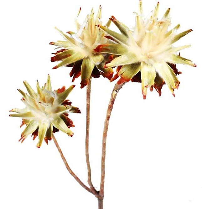 Leucospernum x3Köpfe pro Zweig D5-6L35-40cm cream Original