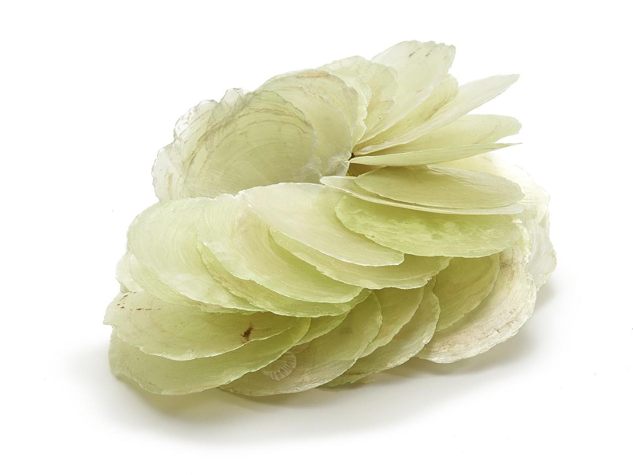 Capizmuschel matcha grün 250gr.