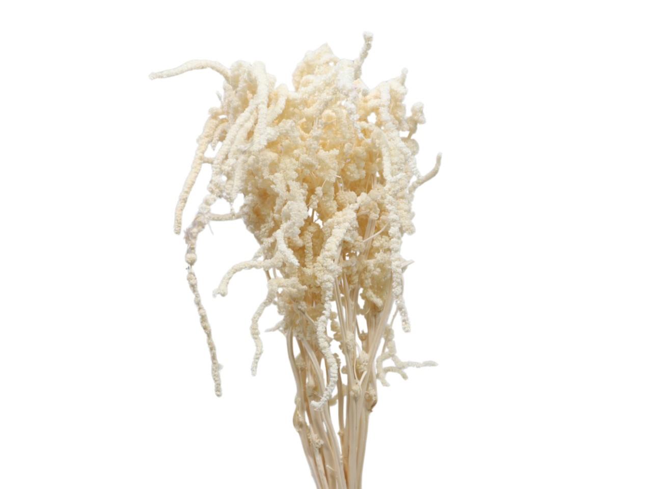 Amaranthus hängend präpariert gebleicht 100gr. Amaranthus hängend präpariert gebleicht 100gr.