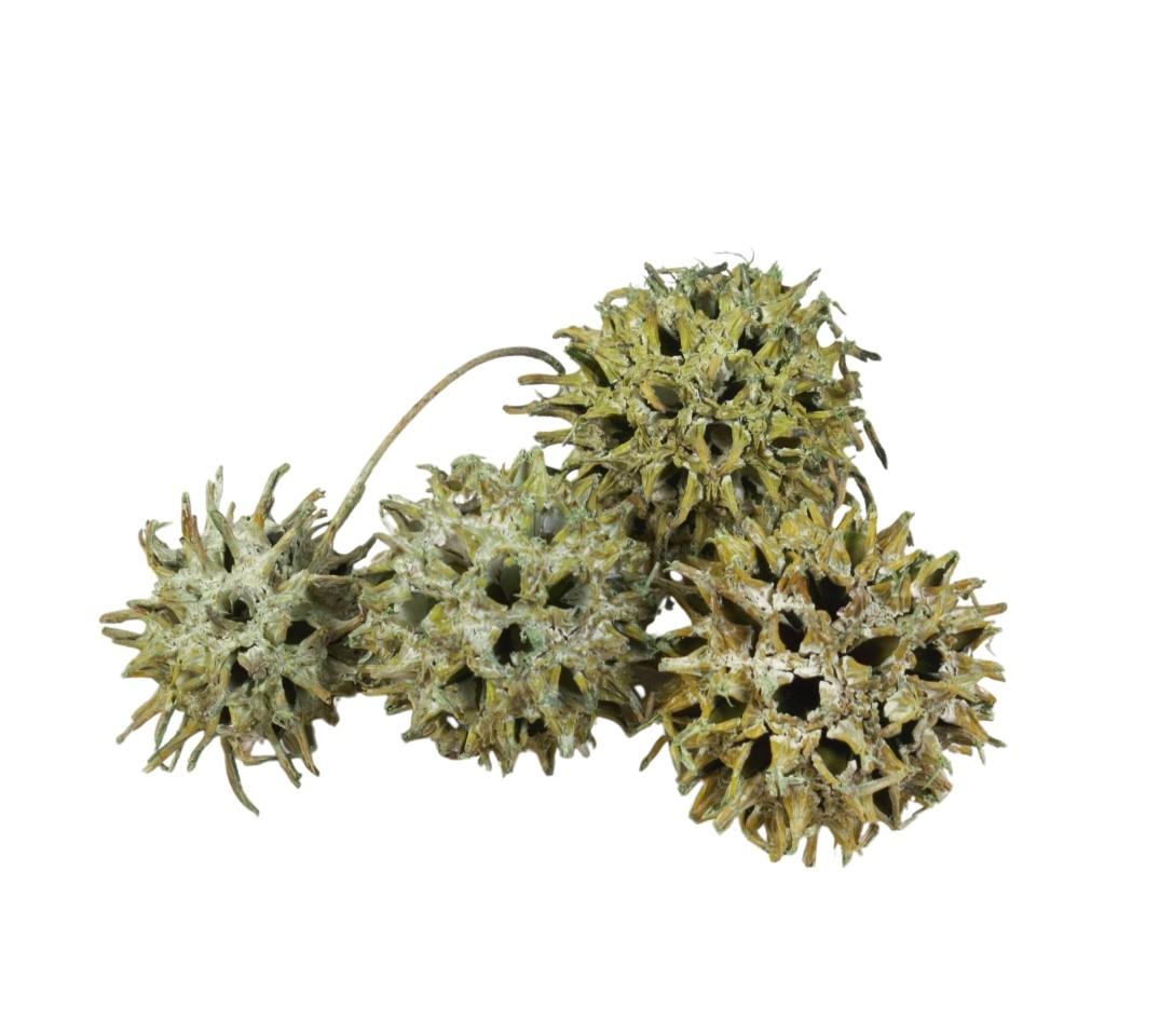 Zapfen Amberbaum D2,5-3,5cm 500gr. grün frosted