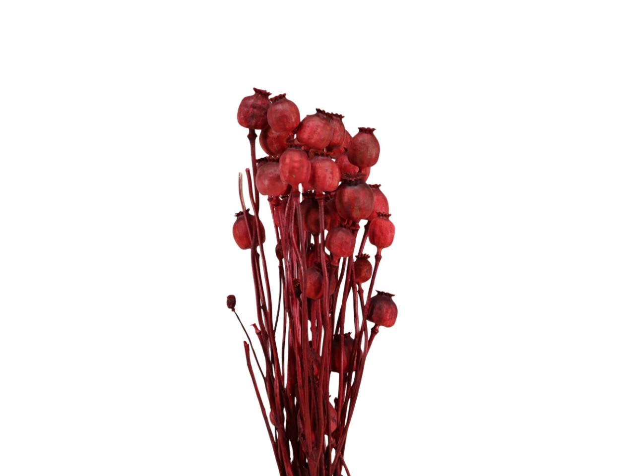 Mohnköpfe D3,5-4,5cm rot