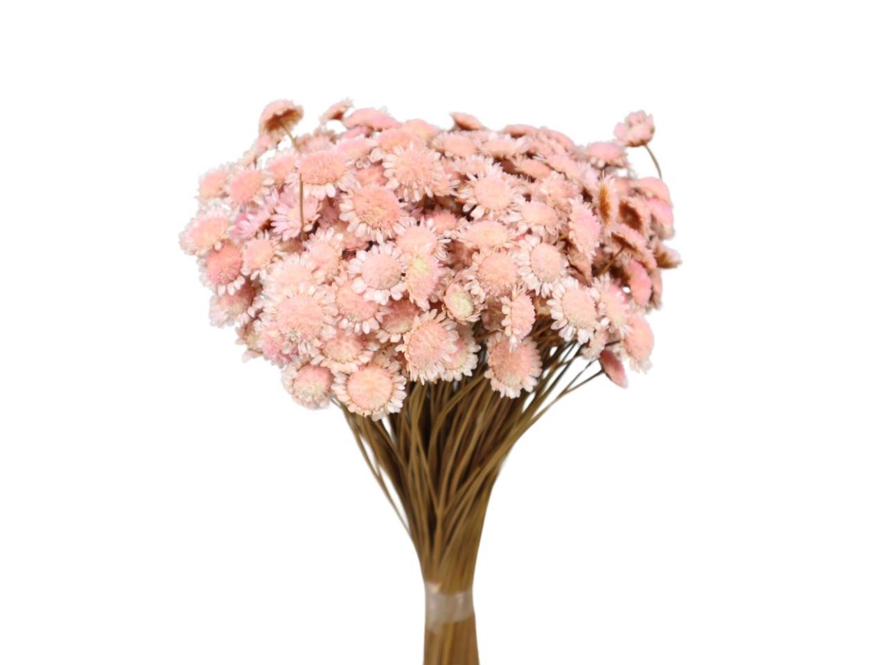 Glixia Marqueritte 50gr. hellrosa