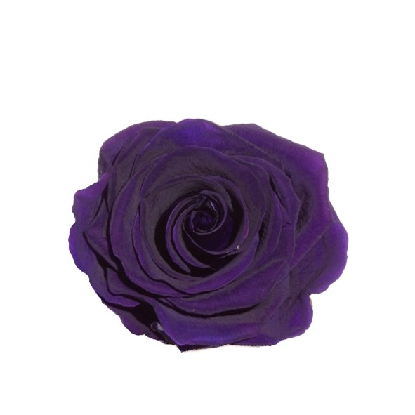 Rose "Extra" stabilisiert H6cmD6,5cm charming purple NETTO