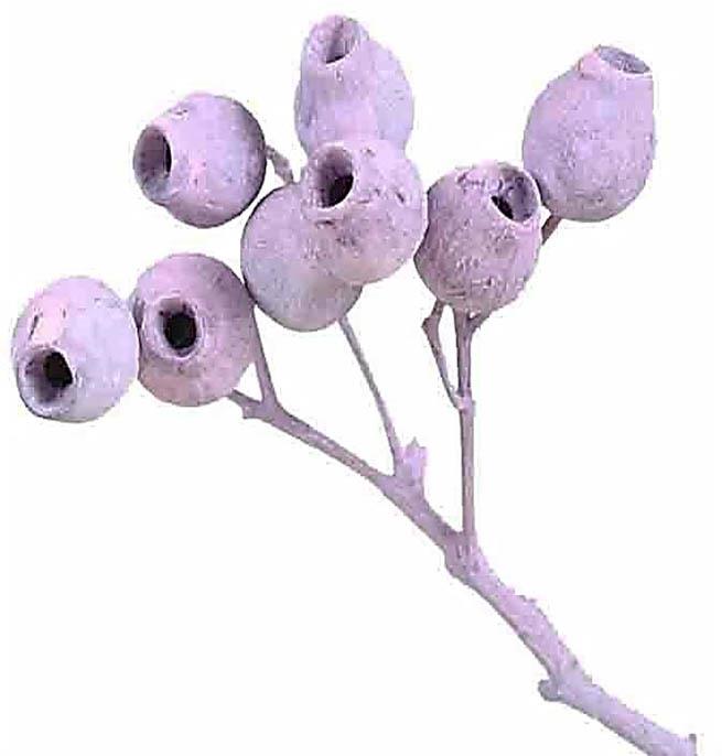 Eucalyptusglockenzweig D4-5 L30-40cm brombeer frosted