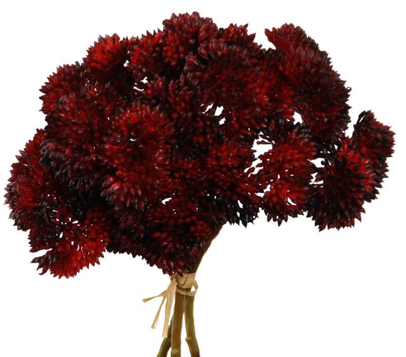Sedum Bund 3-fach rot-burgund 20cm Sedum Bund 3-fach rot-burgund 20cm