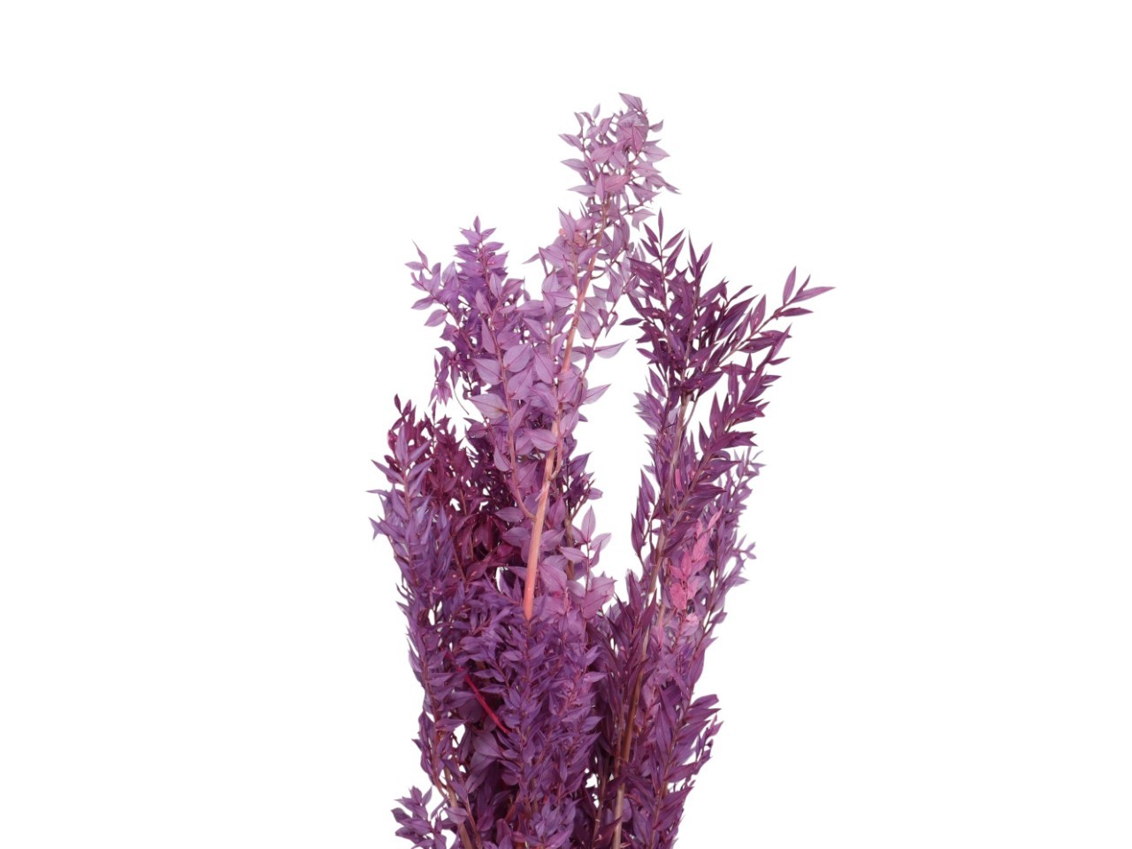 Ruskus 300gr. freesie 66/P