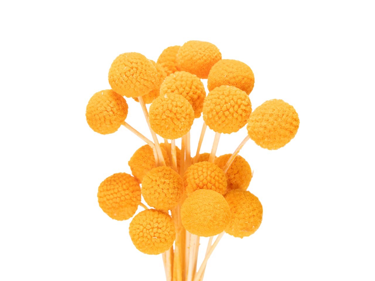 Craspedia gelb  L50-60cm Bund m. 20 Stück