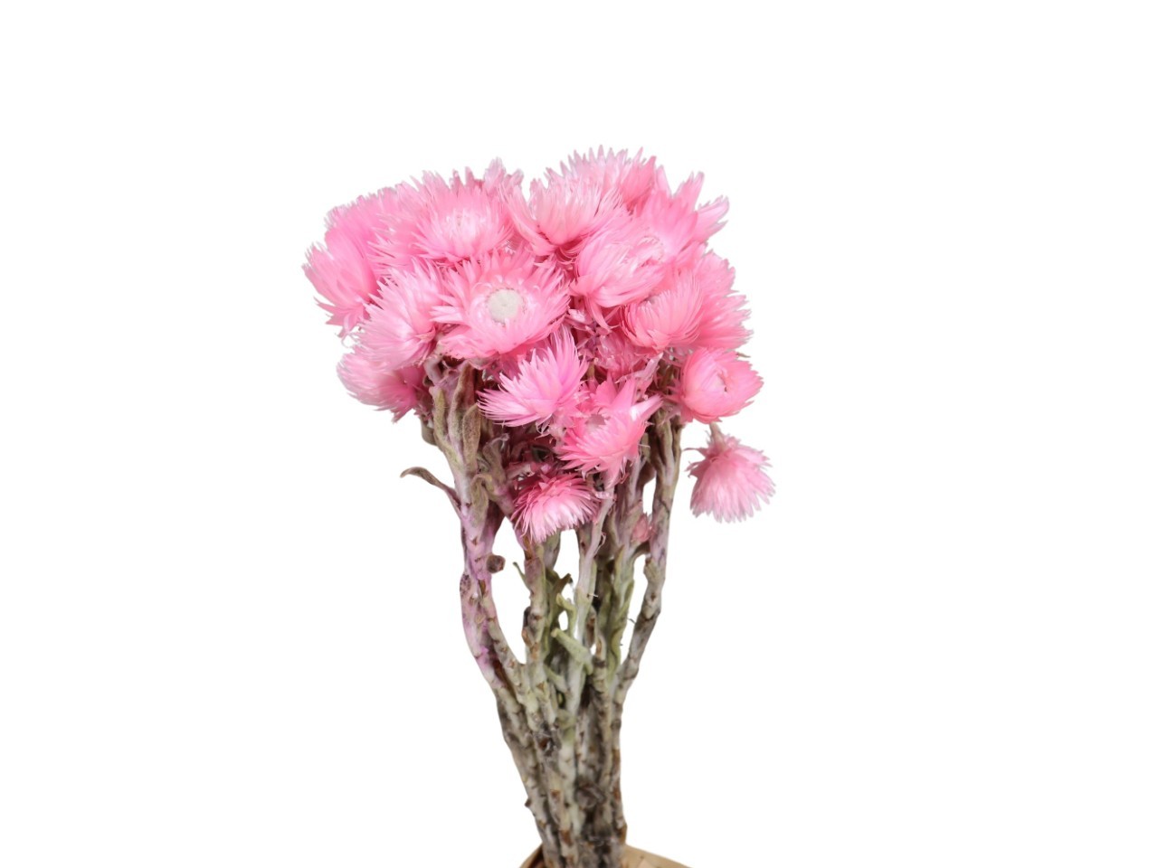 Capblumen hellrosa L30-40cm Bund 50gr.
