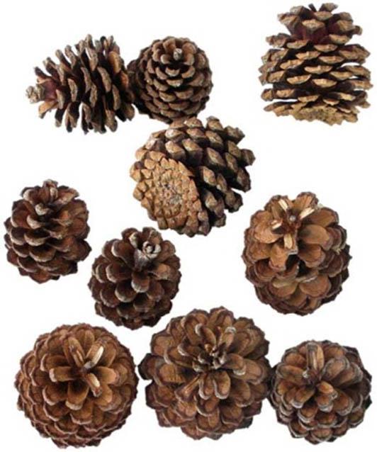 Zapfen Pinus Mugo natur 1kg