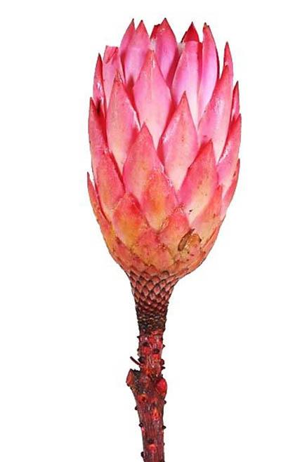 Protea Repens extra D5H10-12L25-30cm erika