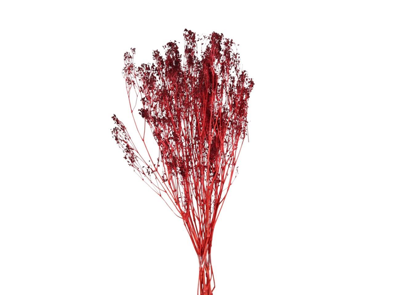 Gypsophila Paniculata bordeaux 100gr.