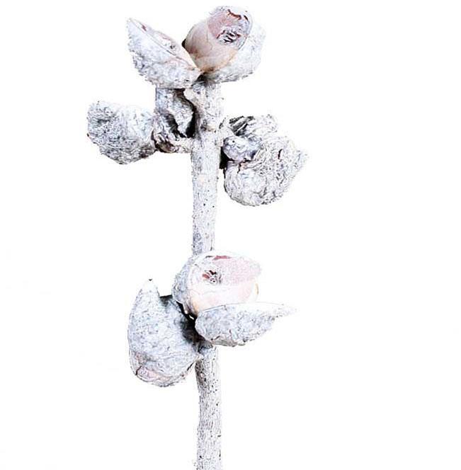 Hakea 5-9 Schoten L30-40cm white washed