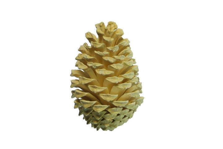 Zapfen Maritima 5-9cm gebleicht