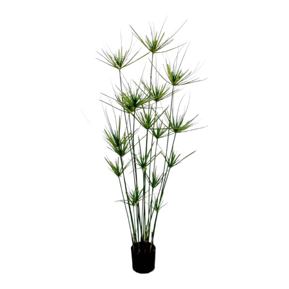 Topfpflanze Zyperngras H160cm grün