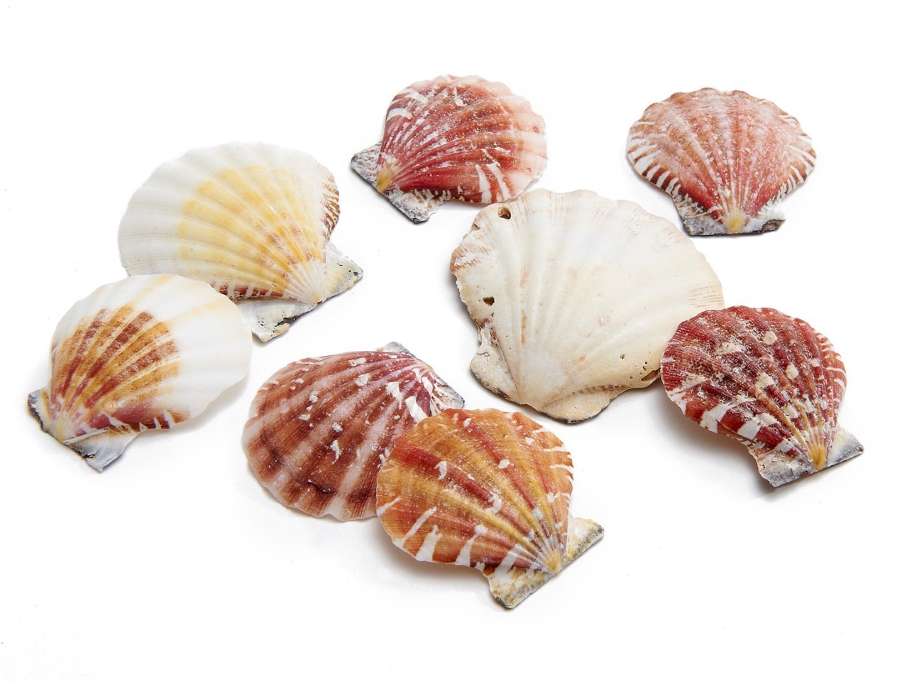 Muschel Pecten Vexillum 650gr.